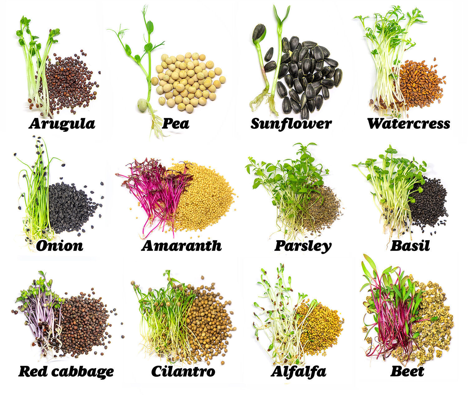 Microgreen varieties